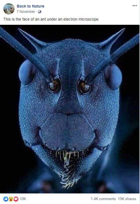 This is a macro photograph of an ant taken with stacked lenses.